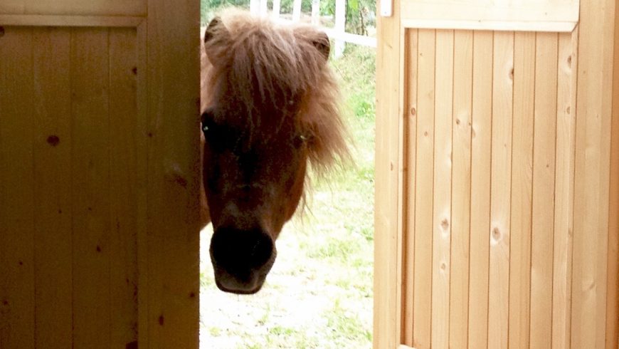 Riders Don’t Influence How Horses Jump