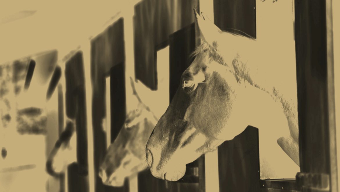 Air Pollution Slows Horse Races