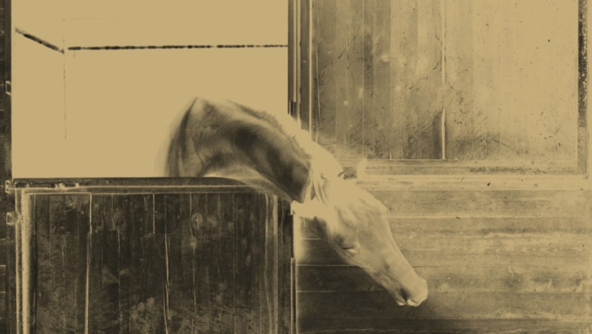 Feeding Horses For Competition