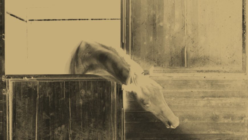 Feeding Horses For Competition